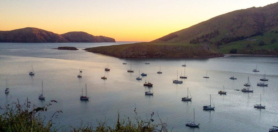 Black Brow Albatross